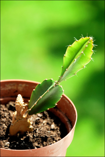 Kaktusik