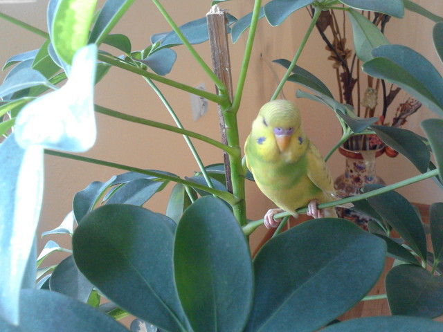 moja papużka -miłośnik kwiatów 