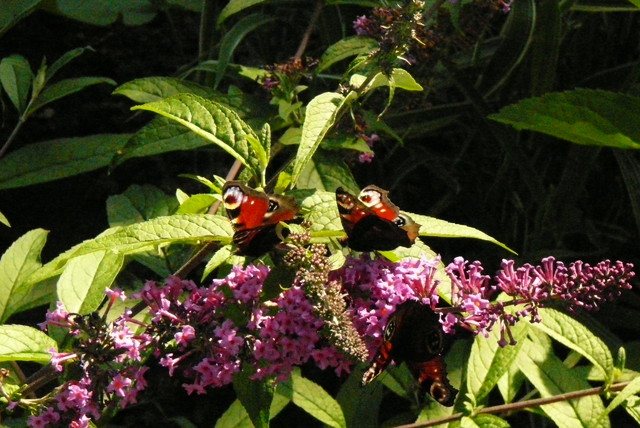Motylowe trio