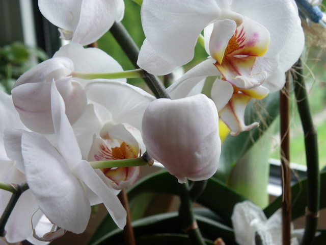 Orchidea - Orchideceae...