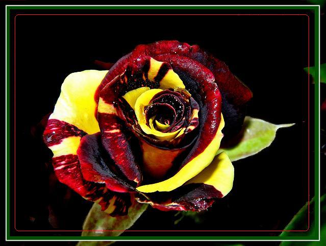 Róża dla Majki190382