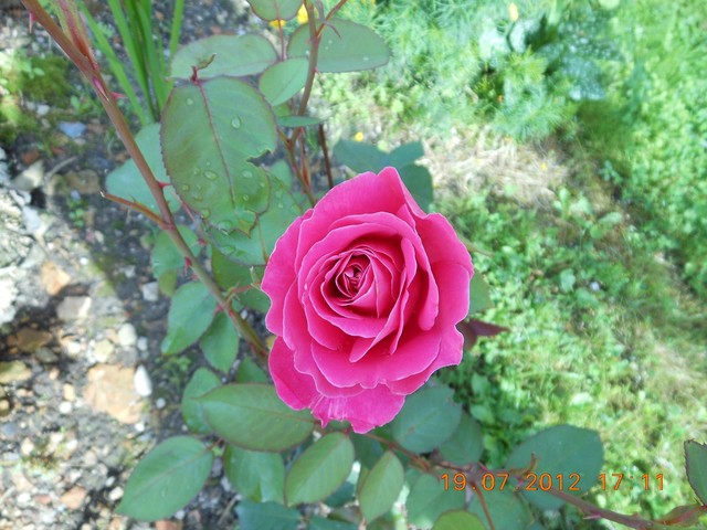Róża z mojego ogródka
