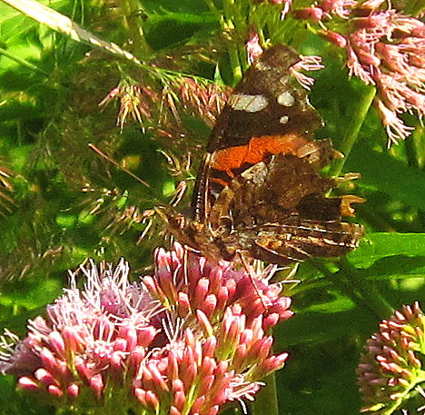 Sadziec konopiasty przyciąga motyle
