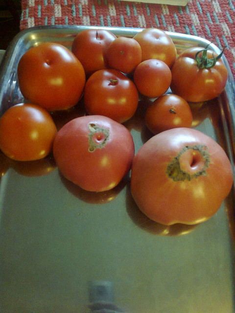 Swoje pomidorki