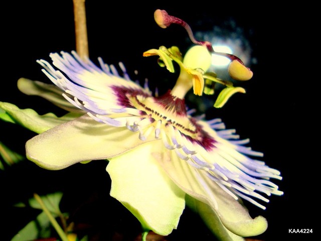 Tak mi kwitnie passiflora.Fotka nocna.