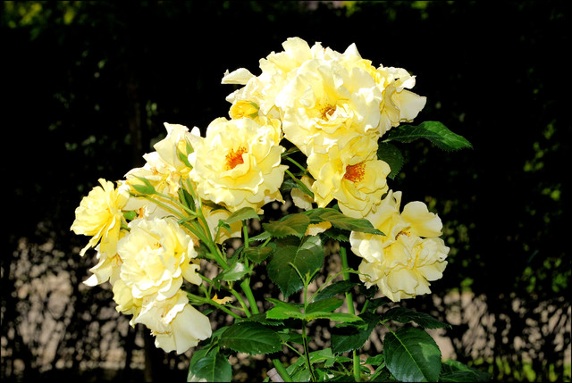 Żółte wysokie róże