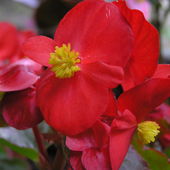 Begonia Drobnokwiato
