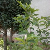 Drugie kwiaty magnolii