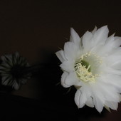 Echinopsis biały