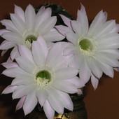 Echinopsis różowy