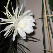 epiphyllum oxypetalum (kwiat jednej nocy)