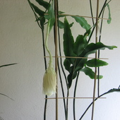 epiphyllum oxypetalum nad ranem