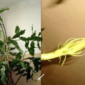 Epiphyllum Oxypethalum.Kaktus bezkolcowy.
