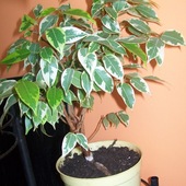 Fikusek pomalutku formowany na bonsai :)