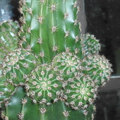 kaktusik:)