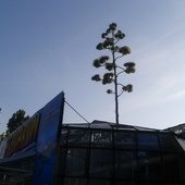Kwiat agawy