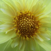 Kwiat Dalii - żół