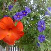 Kwiaty Hibiskusa I P