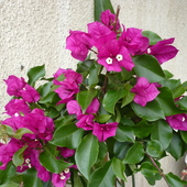 Kwiaty z ogrodu mojej teściowej Janeczki c.d.