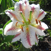 lilia-2 kwiaty w jednym/dziwaczek/