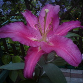 Lilia ciemny róż