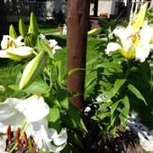 Lilie o dużych kwiatach i intensywnym zapachu, miodzio