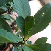 Moja Euphorbia Ma 8 