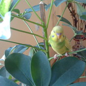 Moja Papużka -miło