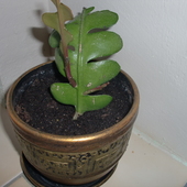 nowość epiphyllum anguliera..