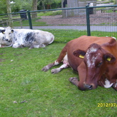 Odpoczywajace  krowy 