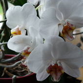 Orchidea - Orchidece