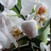 Orchidea - Orchideceae...