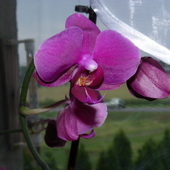 Orchidea - Orchideceae....