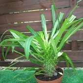 Pachypodium ..palma 