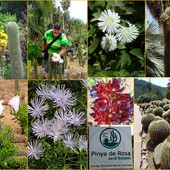 Pinya de Rosa...ogród botaniczny...w Blanes