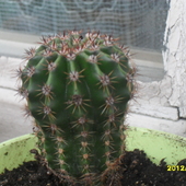Podarowany Kaktus