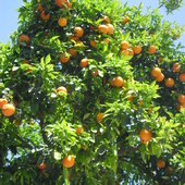 pomarańcze