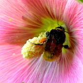Pszczółka i malwa
