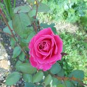Róża Z Mojego Ogr