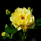 Róża, żółta
