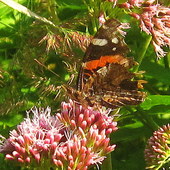 Sadziec konopiasty przyciąga motyle
