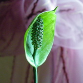 Skrzydłokwiat - Spathiphyllum
