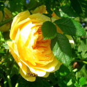Słoneczne barwy róży
