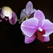 Storczyk - Orchideceae