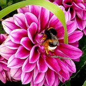 Tę pszczółkę którą tu widzicie zowią Mają. . . :)