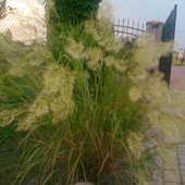 trawa ozdobna -stipa calamagrostis       