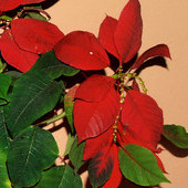 Wilczomlecz piękny, poinsecja, „ gwiazda betlejemska ” - Euphorbia pulcherrima