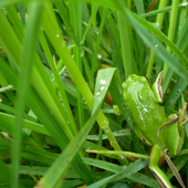 Zielona żaba - Rzekotka :)