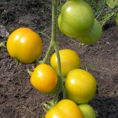 Żółte pomidorki