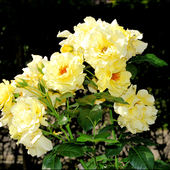 Żółte wysokie róże
